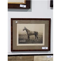 Framed Photo Signed C. Ramirez of a Horse C.1923