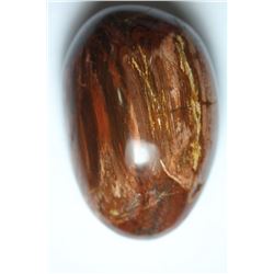 Natural Colorful Healing Petrified Wood 876 Carats