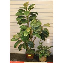 FLOOR PLANT AND TABLE CENTER PLANT