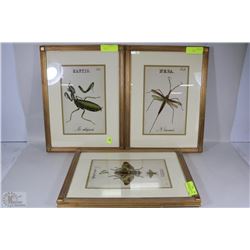 3 LITHOGRAPHS OF INSECTS INCL MANTIS, CONOPE AND