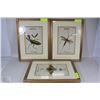 Image 1 : 3 LITHOGRAPHS OF INSECTS INCL MANTIS, CONOPE AND