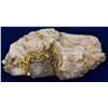 Image 1 : Gold in Quartz Oregon Specimen