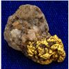 Image 1 : Josephine County, Oregon Gold in Quartz Specimen