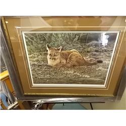 FRAMED LIMITED EDITION - STICKS & STONES - YOUNG COUGARS - A CASEY - GALLERY ESTIMATE $725