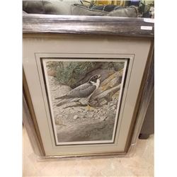 FRAMED LIMITED EDITION - PEREYRINE FALCON - TERRANCE J BOND - GALLERY ESTIMATE $625
