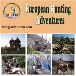 Roe Deer Hunt