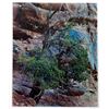Image 1 : Eliot Porter, Juniper Tree, Color Photograph