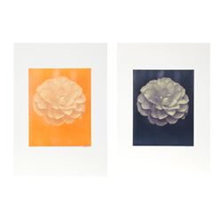 Jonathan Singer, White Dahlia, Lot of Two Digital Photographs