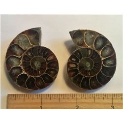 SET OF 2  AMMONITE  FOSSIL SPECIMENS