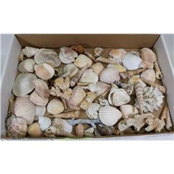 FLAT OF SEA SHELLS & CORAL