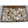 Image 1 : FLAT OF SEA SHELLS & CORAL