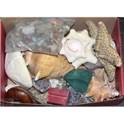 ROCK AND SEA SHELL COLLECTION