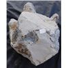 Image 1 : Giant Dinosaur Footprint