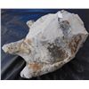 Image 2 : Giant Dinosaur Footprint