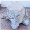 Image 4 : Giant Dinosaur Footprint
