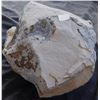 Image 7 : Giant Dinosaur Footprint