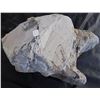 Image 8 : Giant Dinosaur Footprint