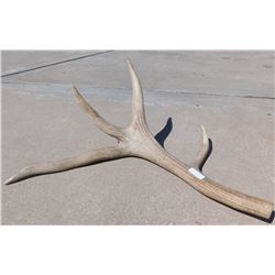 Half-Set of Elk Horns
