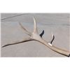 Image 1 : Half-Set of Elk Horns