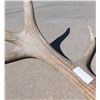 Image 3 : Half-Set of Elk Horns