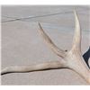 Image 4 : Half-Set of Elk Horns