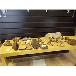 SHELF ASSORTED TREE FUNGI - LARGE AND MED AND SMALL