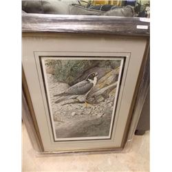 FRAMED LIMITED EDITION - PEREYRINE FALCON - TERRANCE J BOND - GALLERY ESTIMATE $625
