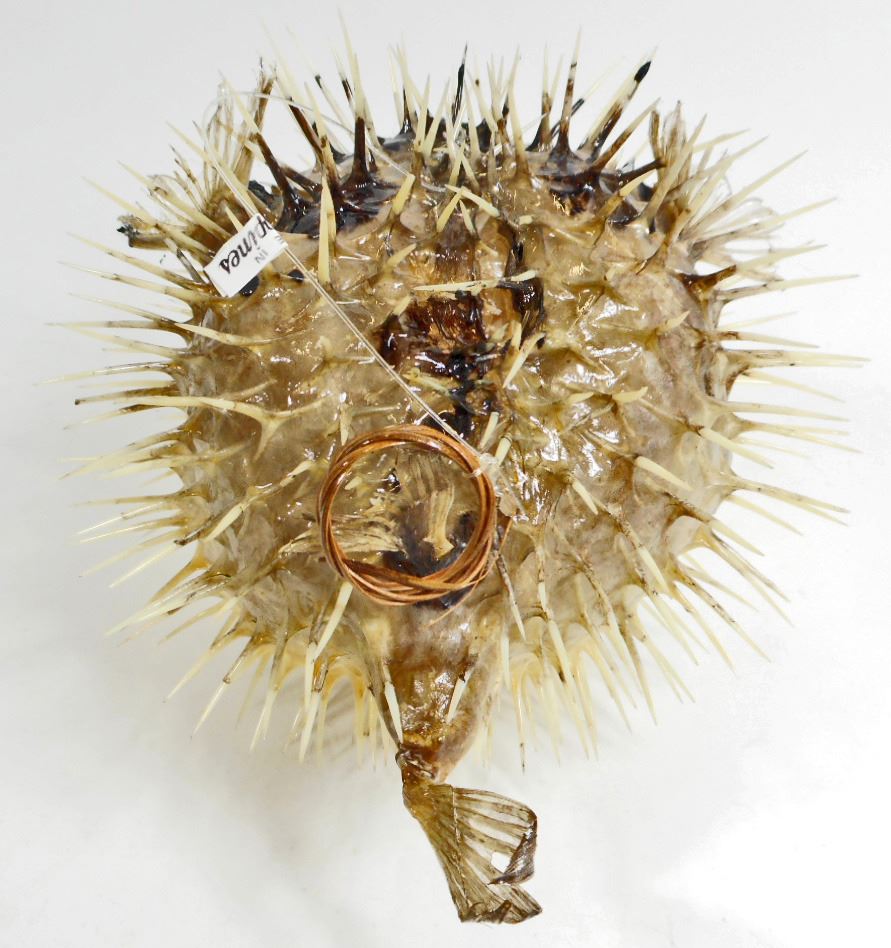 PORCUPINE PUFFER FISH WITH SHARP SPIKES