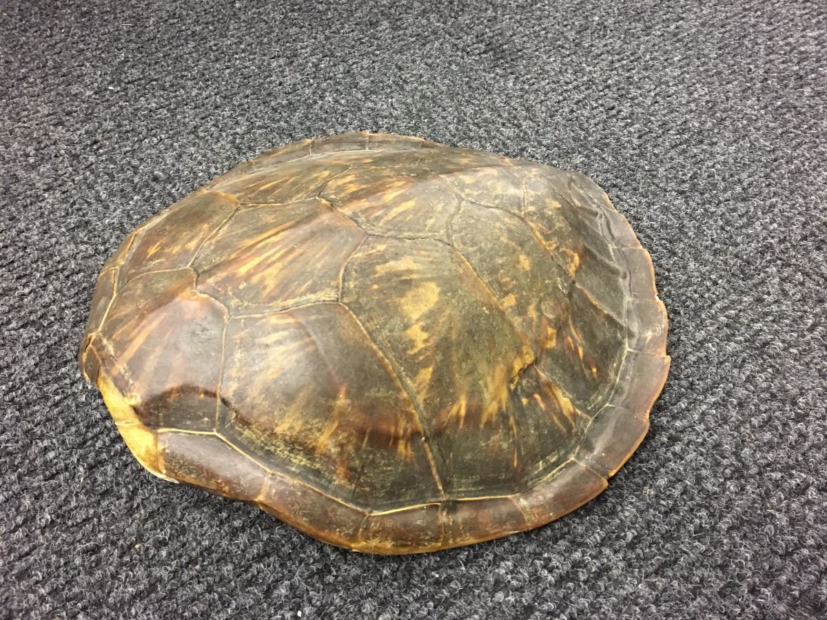 Large Turtle Shell Prop LARGE TURTLE SHELL, 21'' X 18'' - Able Auctions
