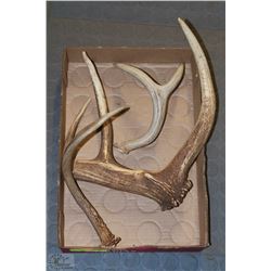 FLAT OF ANIMAL HORNS