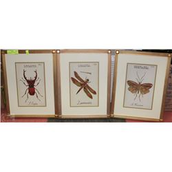 SET OF 3 INSECT LITHOGRAPHS FRAMED 1890