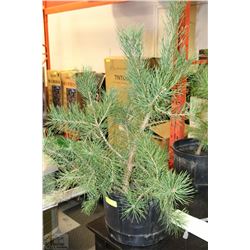 36" LIVE  PINE TREE