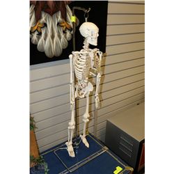 MEDICAL HUMAN SKELETON MODEL