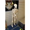 Image 1 : MEDICAL HUMAN SKELETON MODEL