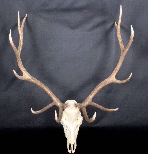 Montana Elk Antler European Mount