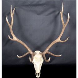 Montana Elk Antler European Mount