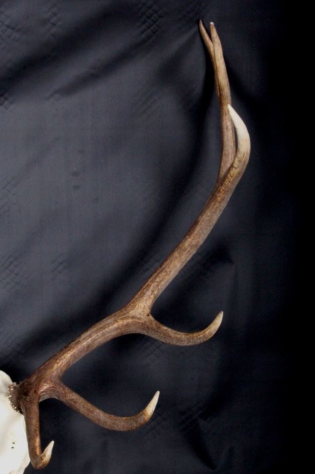 Montana Elk Antler European Mount