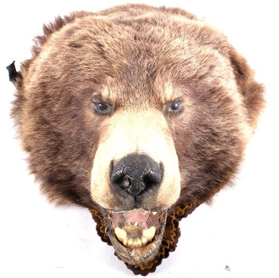 Large Grizzly Bear Taxidermy Head On Felt