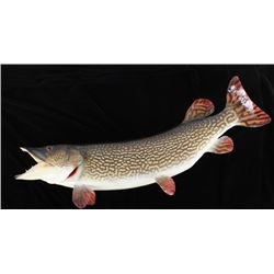 Large Mounted Northern Pike Fish
