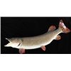 Image 1 : Large Mounted Northern Pike Fish