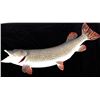 Image 2 : Large Mounted Northern Pike Fish