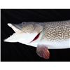 Image 3 : Large Mounted Northern Pike Fish