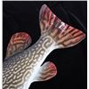 Image 4 : Large Mounted Northern Pike Fish