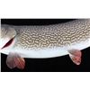 Image 5 : Large Mounted Northern Pike Fish