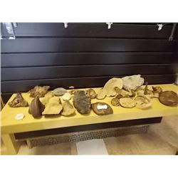 SHELF ASSORTED TREE FUNGI - LARGE AND MED AND SMALL