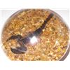 Image 2 : 6 paper weights
