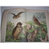 Image 2 : Natural History of the Animal Kingdom bird book