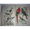 Image 3 : Natural History of the Animal Kingdom bird book