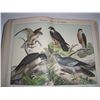 Image 8 : Natural History of the Animal Kingdom bird book