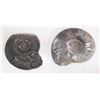 Image 1 : 2 Ammonite fossils
